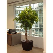 Ficus benjamina impletit 33/140 cm in Lechuza quadro LS43 cm
